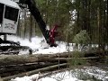 Cutting wood with feller buncher in NH