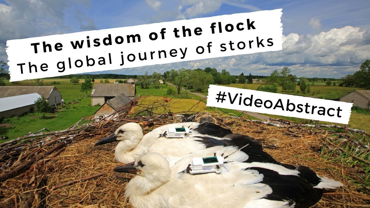 The wisdom of the flock - The global journey of storks (EN)