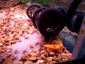 Fiddler crab feeding 1 Fiddler crab feeding 1