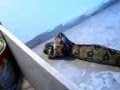 Depois de engolir o preá ela deu um bote no hamster