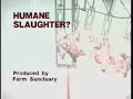 Humane Slaughter?
