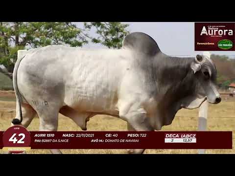 4� De Olho na Fazenda - NELORE AURORA participa��o Chico Paulic�ia