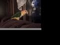 Bird is the word