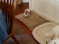 videos de 11/19/2008 Oliver westin' with Charlie! 4069