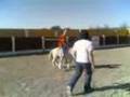 videos de Francho kn l pony k se skapa.3gp