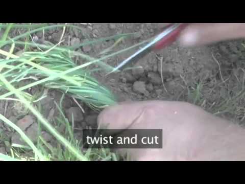 how to harvest chives