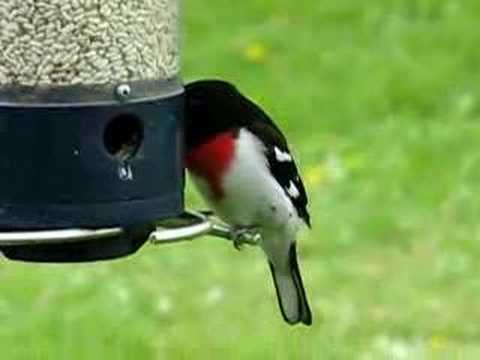 Rose Breasted Grosbeak