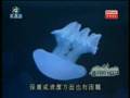 PlayMotion on RTHK 2 - Ocean Park