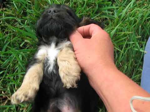 This little cutie has a sweet mellow personality