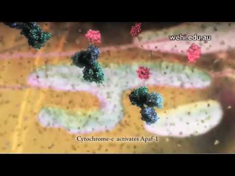 Apoptosis and Signal Transduction (Drew Berry, 2006)