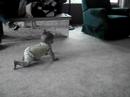 Emily crawling to Doug Emily crawling to Doug