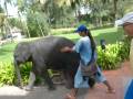videos de elephant nov-08-bkk 154.mpg
