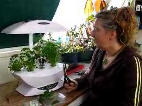 how to harvest aerogarden herbs