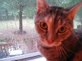 Storm Watch Cat Storm Watch Cat