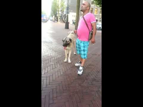 kangal