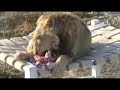 Lazy Lion Birthday Lazy Lion Birthday