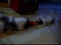 videos de Shumi e Kika