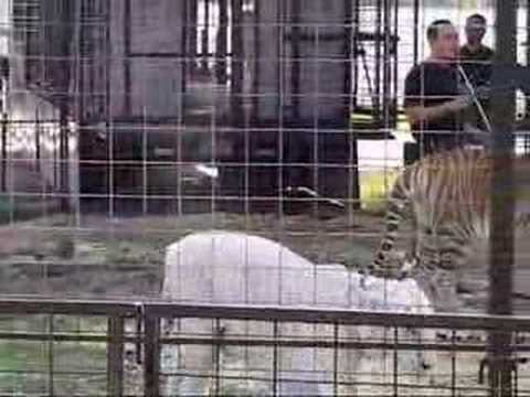 TIGERS IN ASIA ^