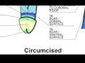 Myth? Intact Men Enjoy Sex More Than Circumcised Men?