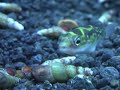 Baby Figure 8 Puffer Eating Snails Baby Figure 8 Puffer Eating Snails