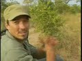 lioness killed by mapogos pt 2