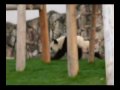 panda, kohin