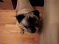 PUG  KNOWS THE WORD CARROT