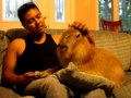 Lap Capy - YouTube