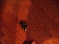 Olympic Runner- Baby Duck