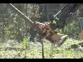 Tigercat 860 feller buncher