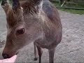 Kennedy's Animal Farm, Killarney, Ireland