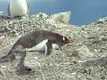 Penguins in Antarctica Penguins in Antarctica