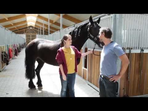 Pferde Grundpflege - Die besten Tipps und Mittel