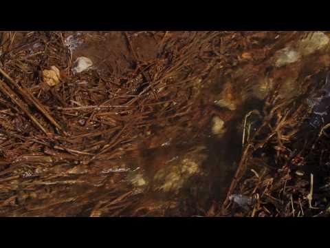 video-show