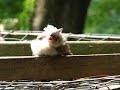 Titmouse fledgling
