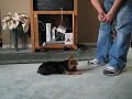 Cujo - My Dog