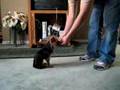 Cujo - My Dog