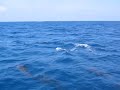 guatemalan dolphins