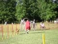 bantzenheim  17 05 09 open arnac boxer agility