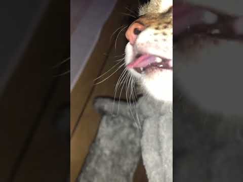 Cat puts it tongue outside during sleeping.