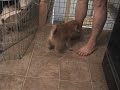 shiba puppy