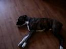 Soya playing dead Pow! Pow!