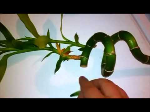 how to train lucky bamboo plants