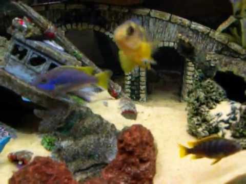 how to make mbuna grow faster