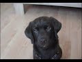 My Choco Labrador 10 Weeks Old