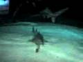 videos de 29-11-08_1449.3gp