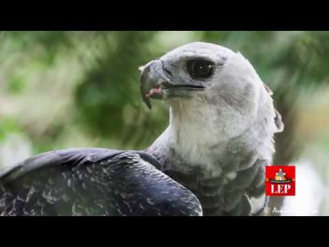 Festi Harp&iacute;a 2017 viene m&aacute;s verde que nunca