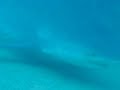 squali toro