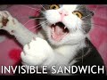 Funny animal pics
