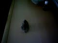 hamster